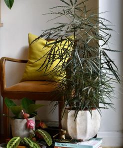 Cây Plerandra Elegantissima hợp tuổi thìn - tí - ngọ - dậu