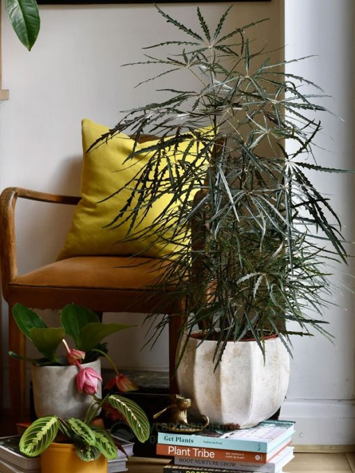 Cây Plerandra Elegantissima hợp tuổi thìn - tí - ngọ - dậu