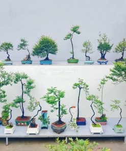 Cây Cảnh Hà Nội đại lý phân phối cây tùng đen bonsai