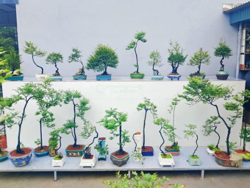 Cây Cảnh Hà Nội đại lý phân phối cây tùng đen bonsai