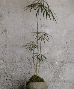 Cây cảnh khổng tước bonsai