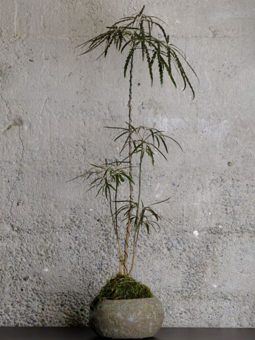 Cây cảnh khổng tước bonsai