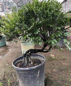 Cây cứt chuột tùng đen