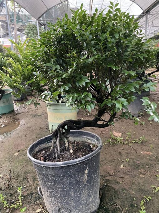 Cây cứt chuột tùng đen