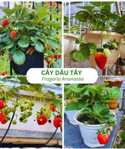 Cây dâu tây (Fragaria Ananassa)