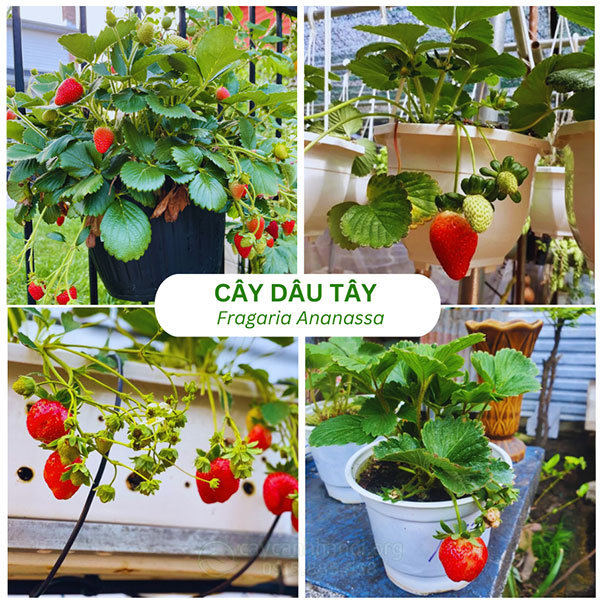 Cây dâu tây (Fragaria Ananassa)