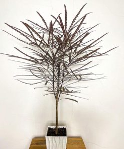 Cây cảnh khổng tước còn được gọi là cây đinh lăng đen