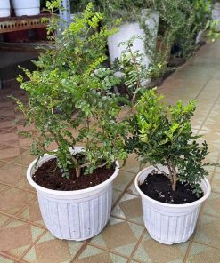 Cây giống thanh hương mộc