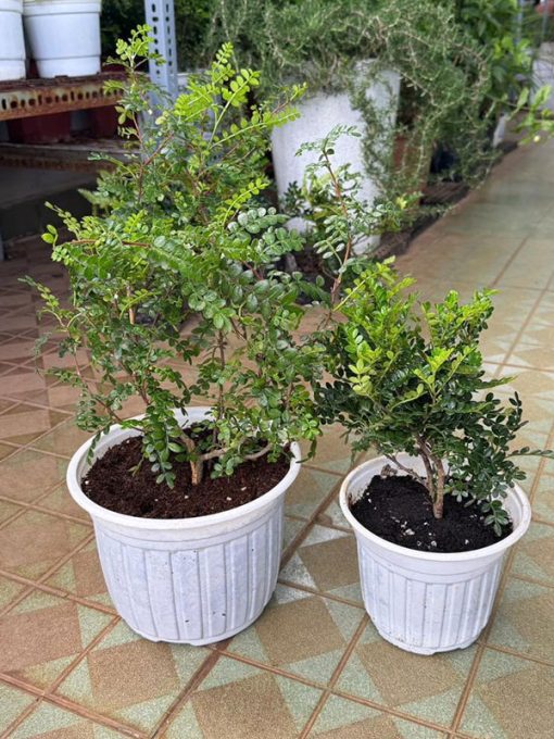 Cây giống thanh hương mộc
