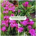 Cây Hoa Nghệ Lá Từ Cô (Curcuma Alismatifolia)