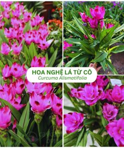 Cây Curcuma alismatifolia (Cây hoa nghệ lá từ cô)