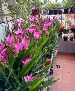 hoa nghệ lá từ cô trong chậu ngoài ban công