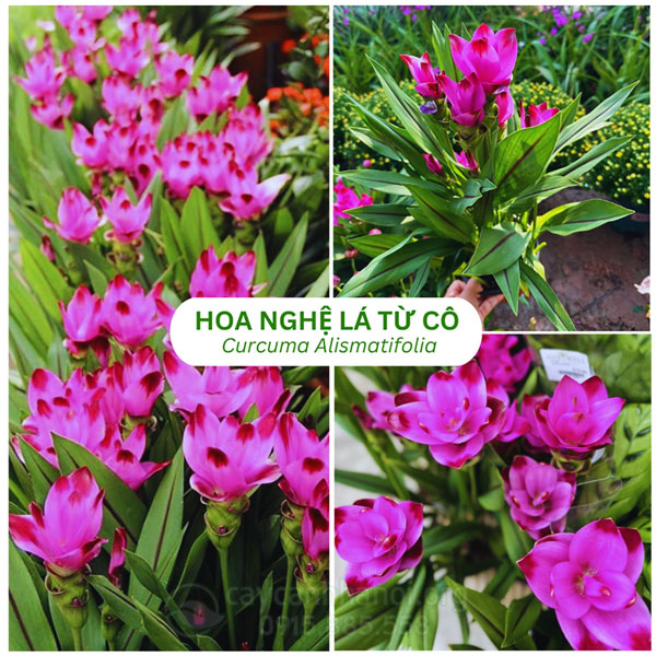 Cây Curcuma alismatifolia (Cây hoa nghệ lá từ cô)