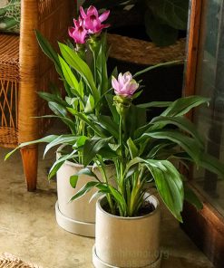 Chậu cây hoa nghệ trong nhà