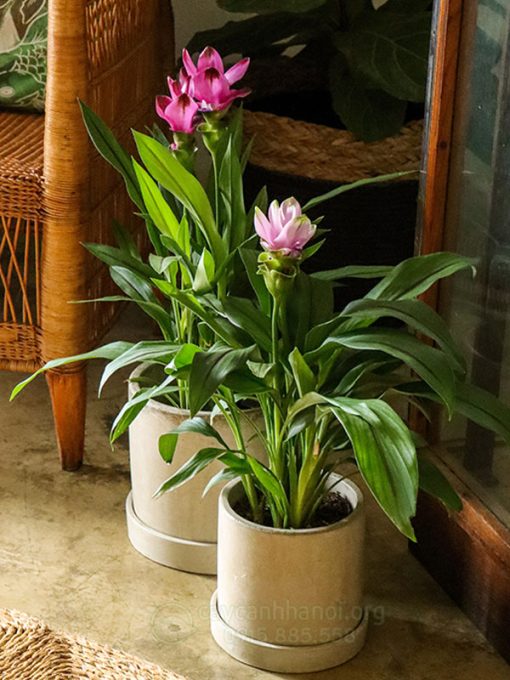 Chậu cây hoa nghệ trong nhà