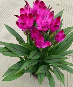 Cây tulip Thái Lan (hoa nghệ Thái Lan)