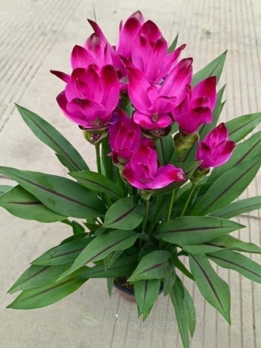 Cây tulip Thái Lan (hoa nghệ Thái Lan)
