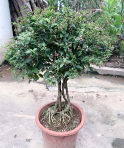 Cây hồng ngọc mai dáng đẹp