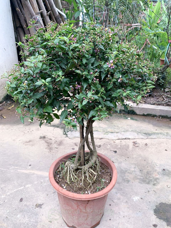 Cây hồng ngọc mai dáng đẹp