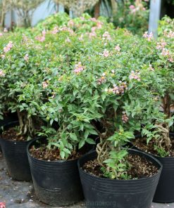 Cửa hàng bán cây hồng ngọc mai phong thủy uy tín