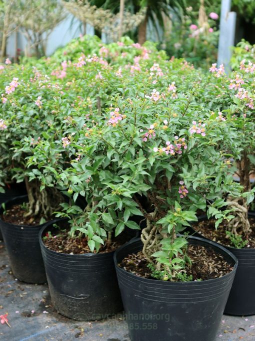 Cửa hàng bán cây hồng ngọc mai phong thủy uy tín