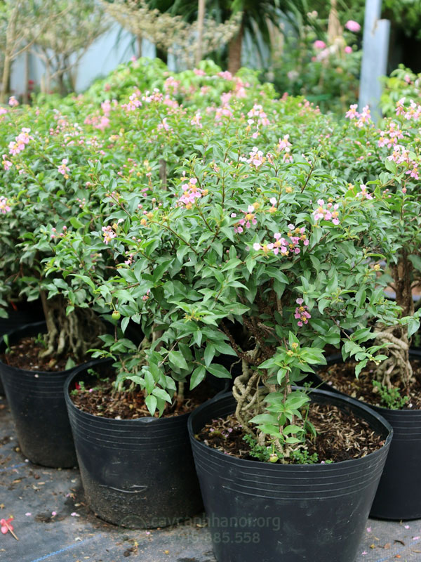 Cửa hàng bán cây hồng ngọc mai phong thủy uy tín