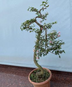 Cây hồng ngọc mai ra hoa đẹp