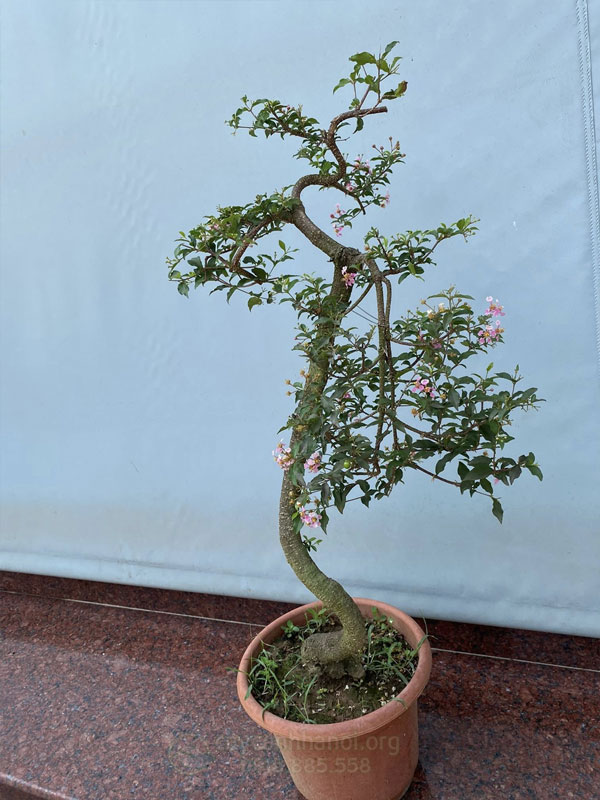 Cây hồng ngọc mai ra hoa đẹp