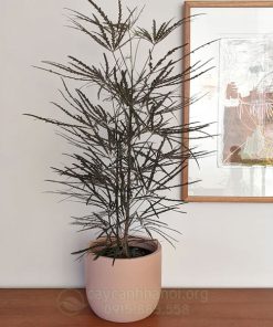 Cây khổng tước để bàn giá rẻ