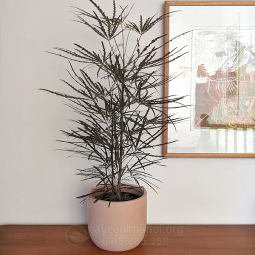 Cây khổng tước để bàn giá rẻ