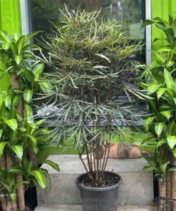 Cây plerandra elegantissima trồng trước nhà