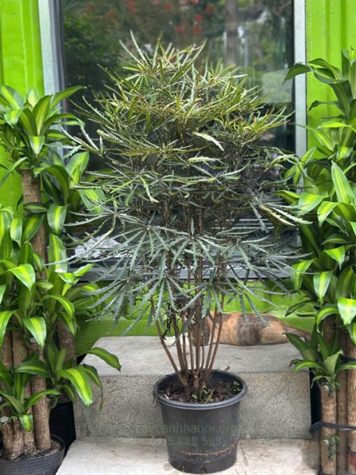 Cây plerandra elegantissima trồng trước nhà