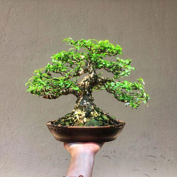 Cây mai chiếu thủy bonsai