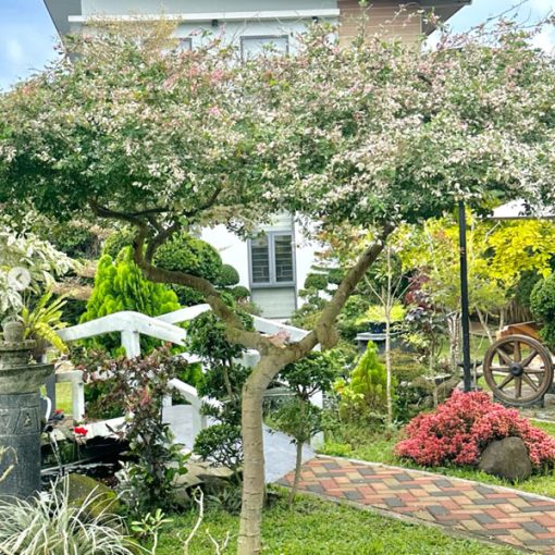 Cây Me Keo Cẩm Thạch là cây cảnh phong thủy mang đến tài lộc