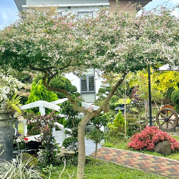 Cây Me Keo Cẩm Thạch là cây cảnh phong thủy mang đến tài lộc