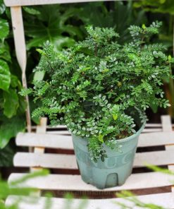 Thanh hương là loài cây cảnh trồng ban công thơm