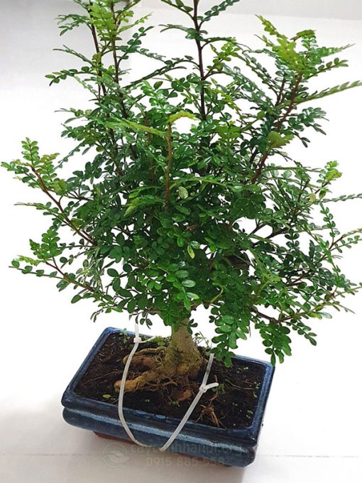 Cây mộc thanh hương không chứa độc