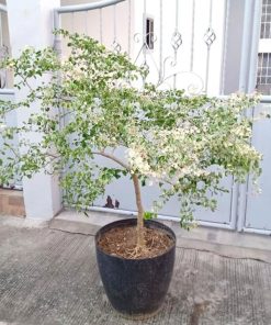 Cây Tam Tài trồng chậu trang trí trước nhà mang lại nhiều may mắn tài lộc