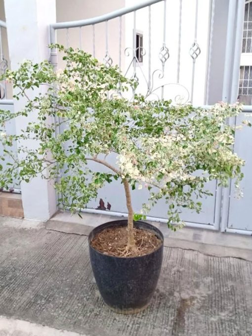Cây Tam Tài trồng chậu trang trí trước nhà mang lại nhiều may mắn tài lộc