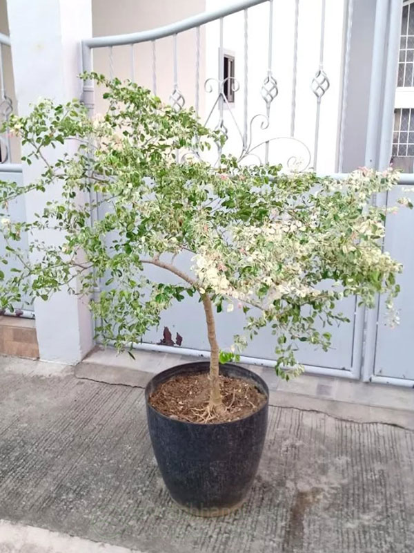 Cây Tam Tài trồng chậu trang trí trước nhà mang lại nhiều may mắn tài lộc