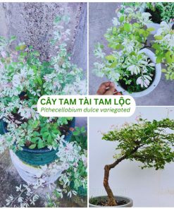 Cây Tam Tài Tam Lộc hay còn gọi là cây Tuyết Nhiệt Đới