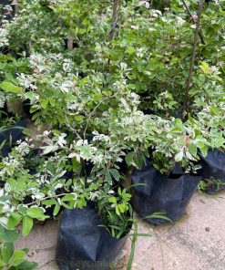 Cây Tam Tài Tam Lộc có nguồn gốc từ các nước Đông Nam Á
