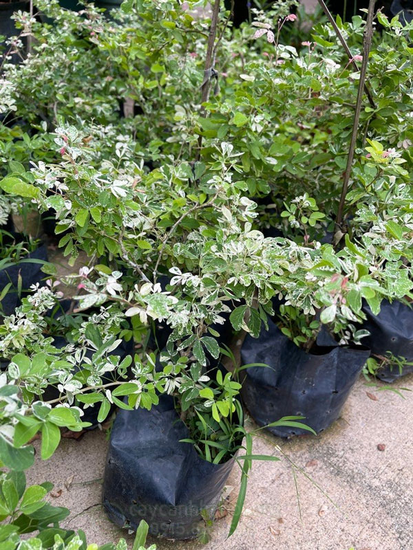 Cây Tam Tài Tam Lộc có nguồn gốc từ các nước Đông Nam Á