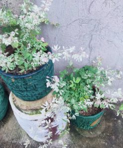 Cây cảnh Tam Tài Tam Lộc hợp tuổi Tý, Ngọ, Dần và Mão