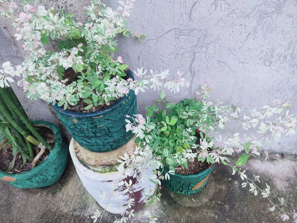 Cây cảnh Tam Tài Tam Lộc hợp tuổi Tý, Ngọ, Dần và Mão