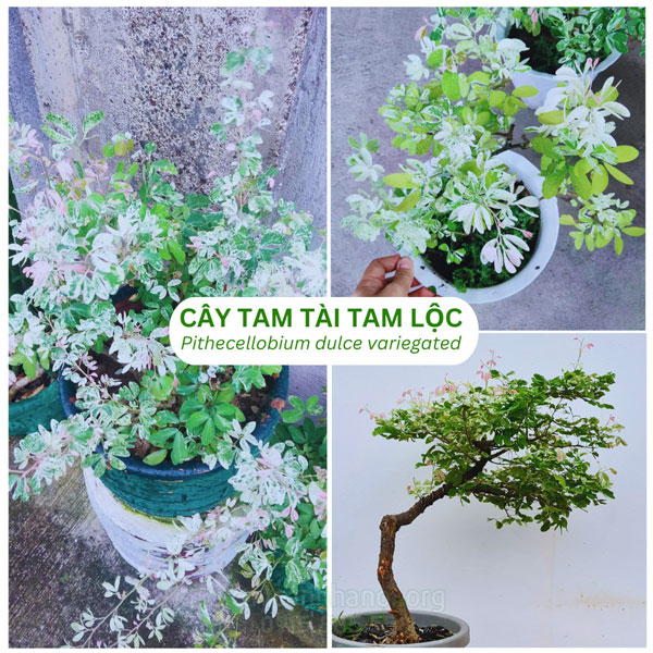 Cây Tam Tài Tam Lộc hay còn gọi là cây Tuyết Nhiệt Đới