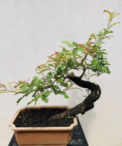 Cây thanh hương bonsai