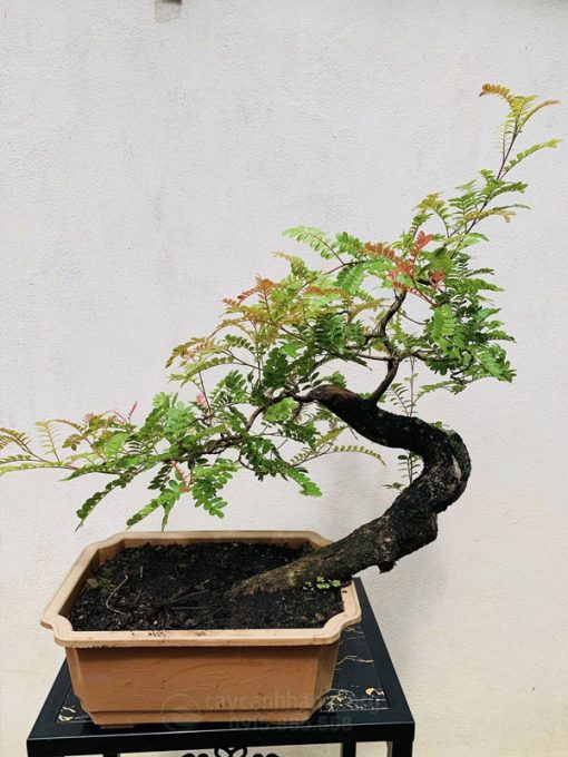 Cây thanh hương bonsai
