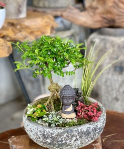 Cây thanh hương gỗ thơm có thể trồng được trong nhà lẫn ngoài trời
