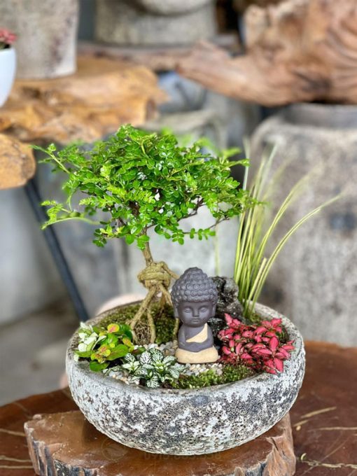 Cây thanh hương gỗ thơm có thể trồng được trong nhà lẫn ngoài trời